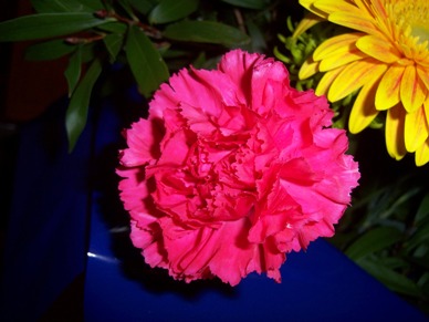 flower-carnation-1.JPG