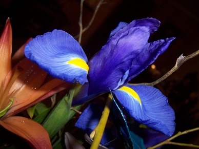 flower-iris-1.JPG